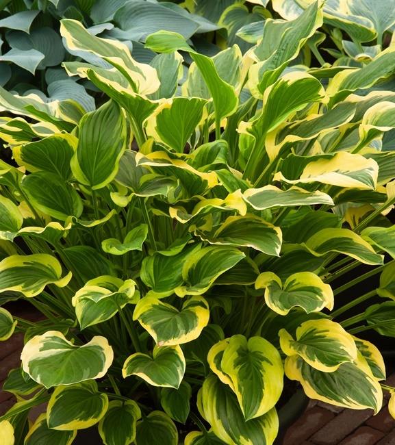 Hosta - Funkia So Sweet 1 szt.
