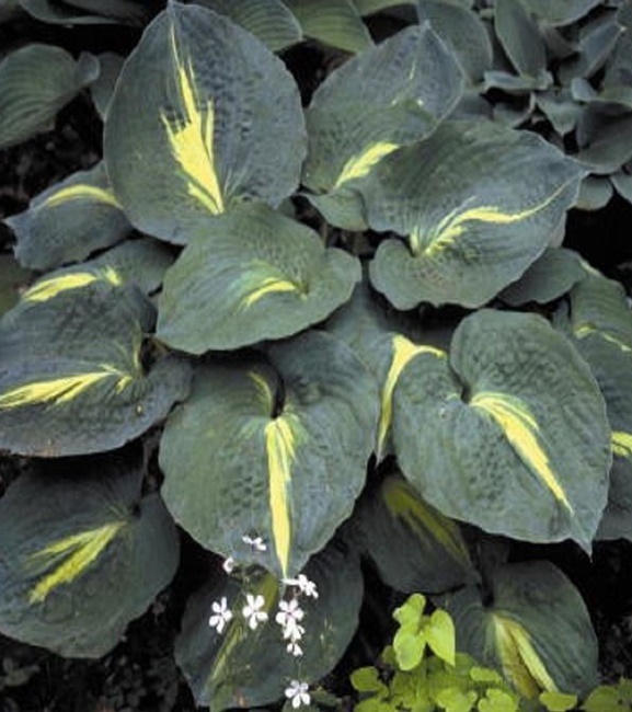 Hosta - Funkia Thunderbolt 1 szt.