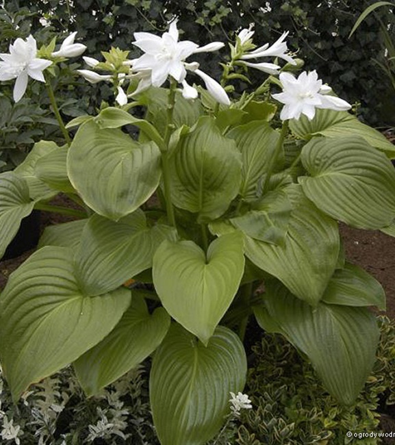 Hosta - Funkia Venus 1 szt.
