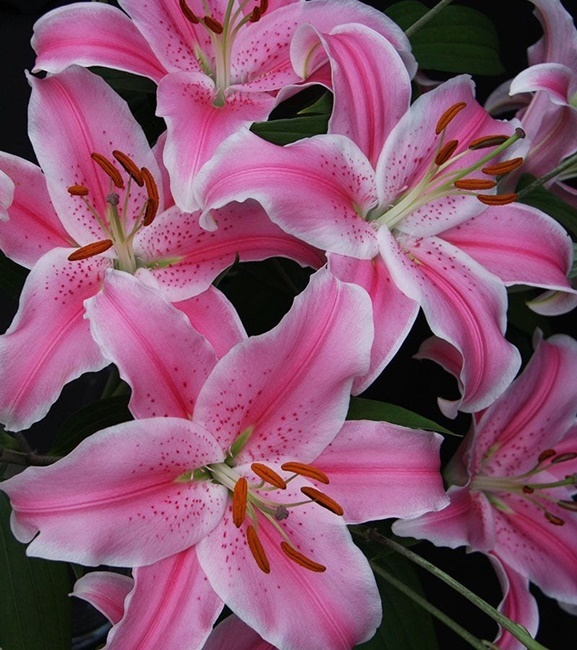 Lilium - Lilia Orientalna Marriott 1 szt.