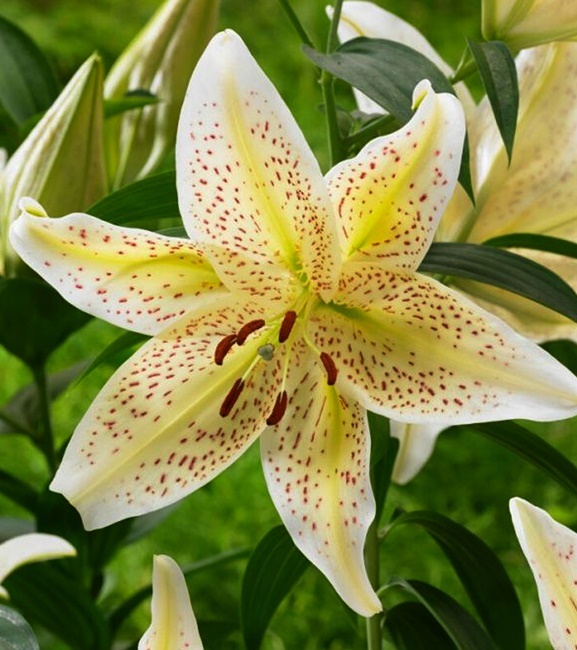 Lilium - Lilia Orientalna Tigermoon 1 szt.