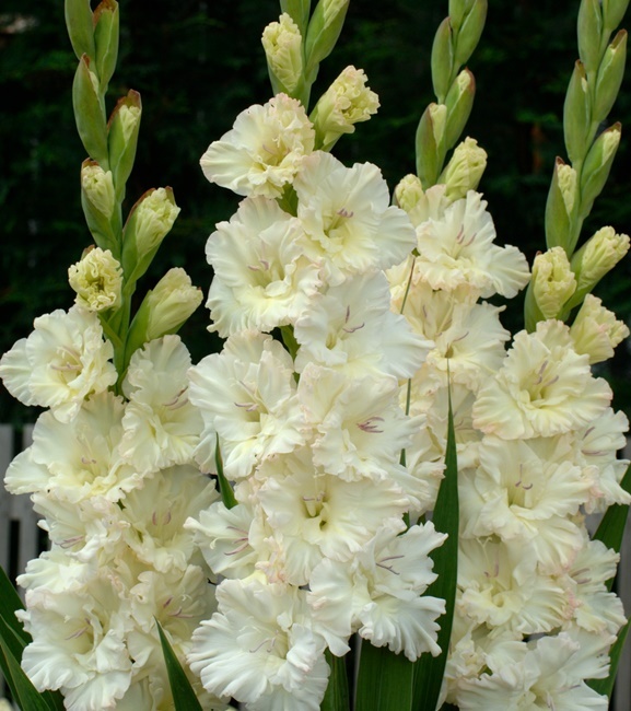 Gladiolus - Mieczyk Wielkokwiatowy Sweet Crystal 5 szt.