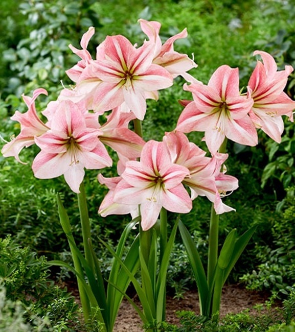 Hippeastrum - Amarylis Riverdance 1 szt.