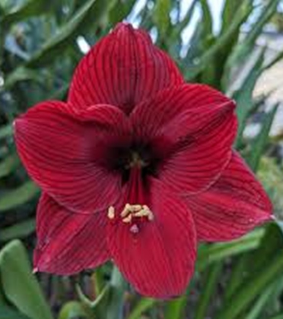 Hippeastrum - Amarylis Arabian Night 1 szt.