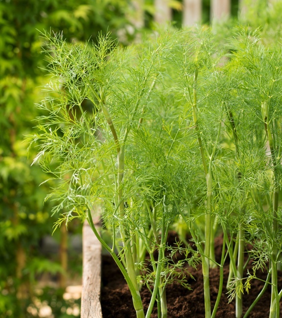 Koper Lukullus 100 g nasiona aromatyczny wysoki plon