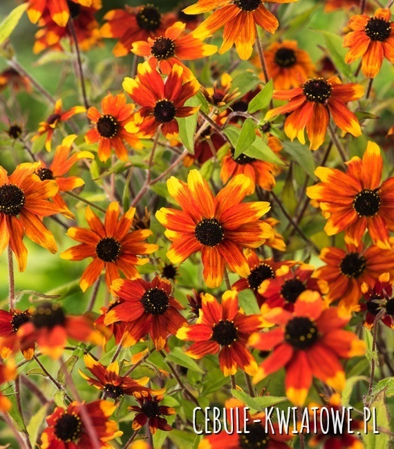 Rudbeckia hirta - Rudbekia Prairie Glow 1 szt.