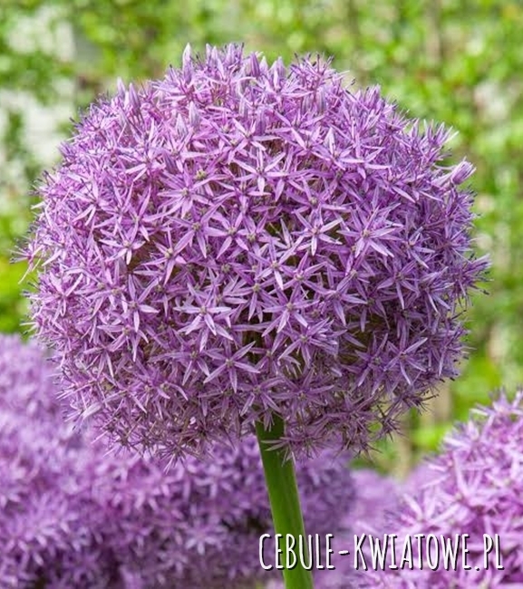 Allium - Czosnek Ozdobny Lucky Balloons 5 szt.