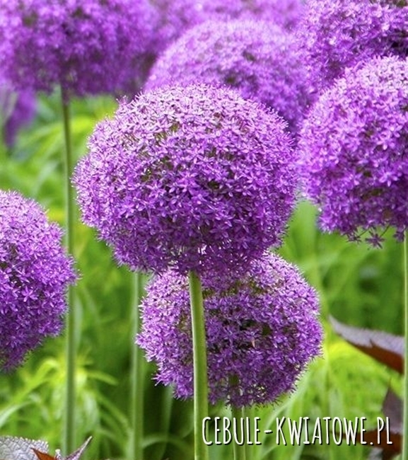 Allium - Czosnek Ozdobny Round’n Purple 1 szt.