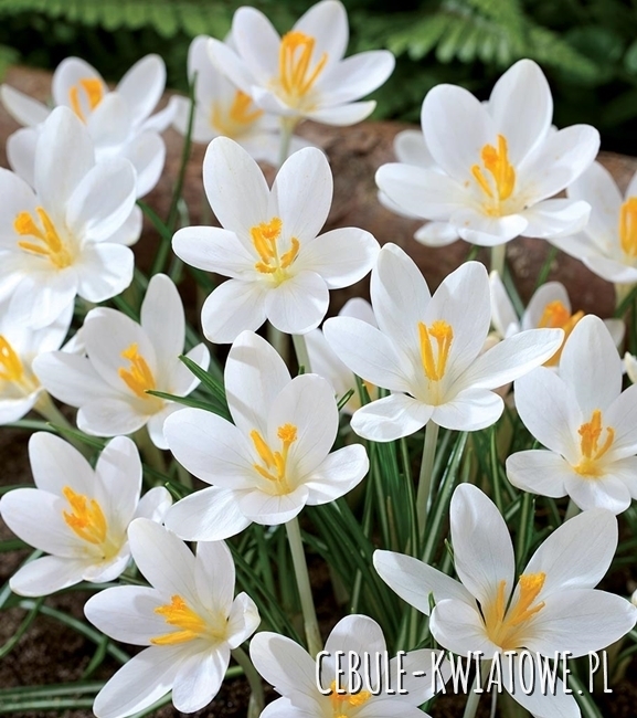 Krokus Wiosenny Barr’s White 10 szt.