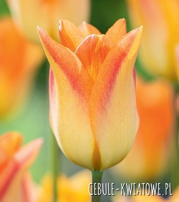 Tulipan Triumph Moonblush 5 szt.