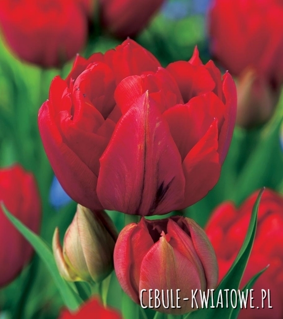 Tulipan Pełny Red Princess 5 szt.