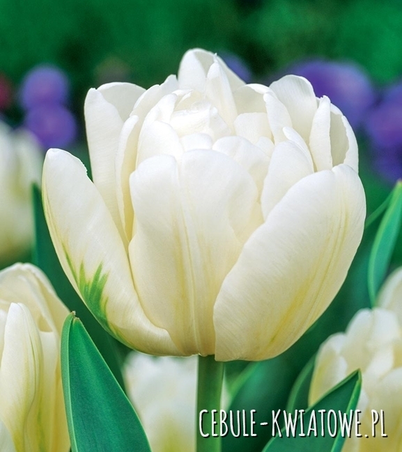 Tulipan Pełny Up White 5 szt.