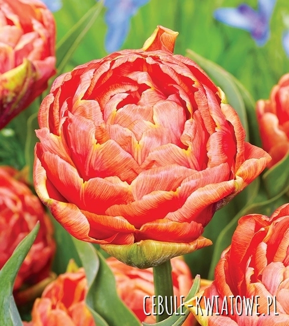 Tulipan Pełny Orange Flavour 5 szt.