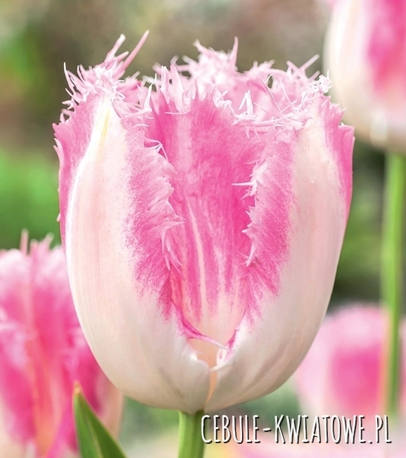 Tulipan Triumph Huis Ten Bosch 5 szt.