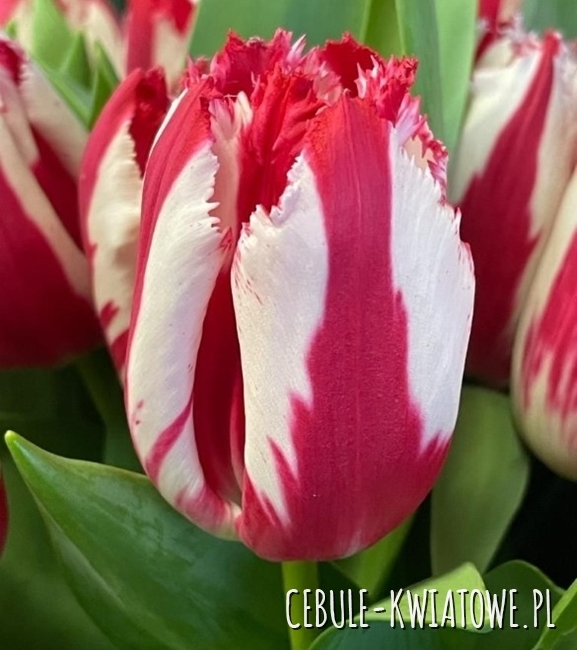Tulipan Strzępiasty Happy Clown 5 szt.