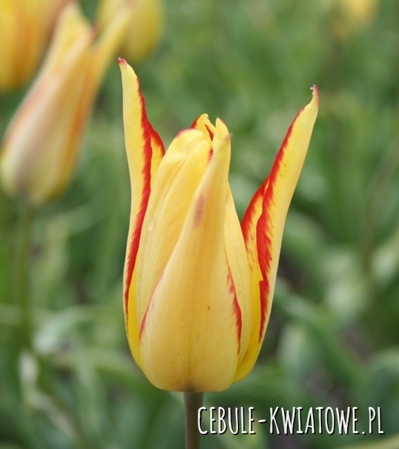 Tulipan Botaniczny Mauritsiana Cindy 5 szt.