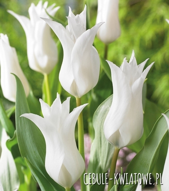 Tulipan Pełny Tres Chic Festival 5 szt.