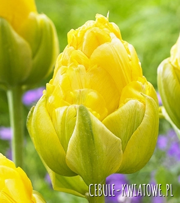 Tulipan Lodowy Vanilla Coup 5 szt.