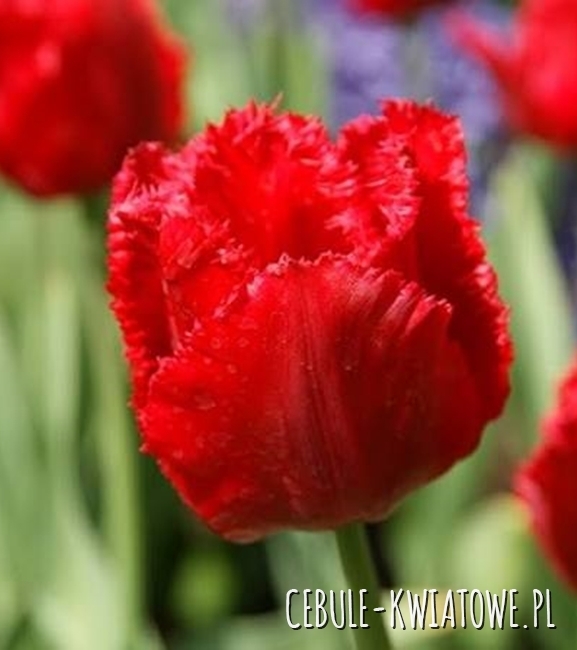 Tulipan Strzępiasty Red Crystal 5 szt.