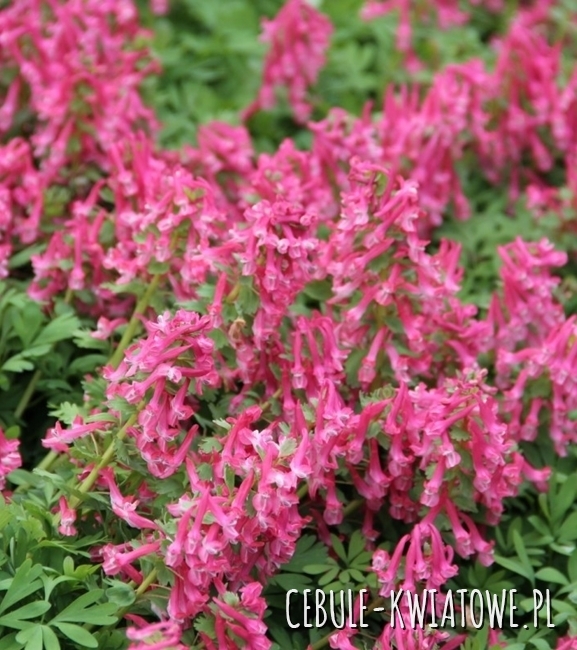 Corydalis – Kokorycz Solida 5 szt.