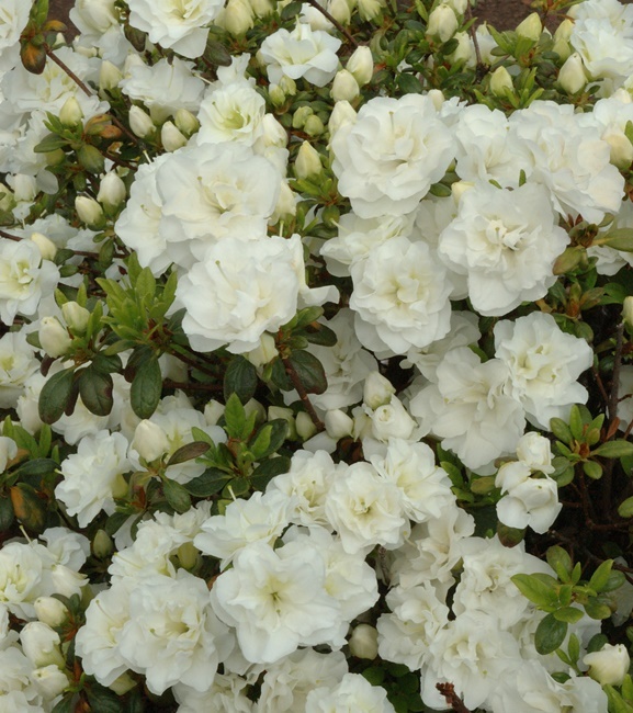Rhododendron obtusum - Azalia japońska Schneeperle 1 szt.