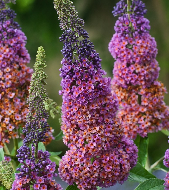 Budleja Dawida Flower Power 1 szt.