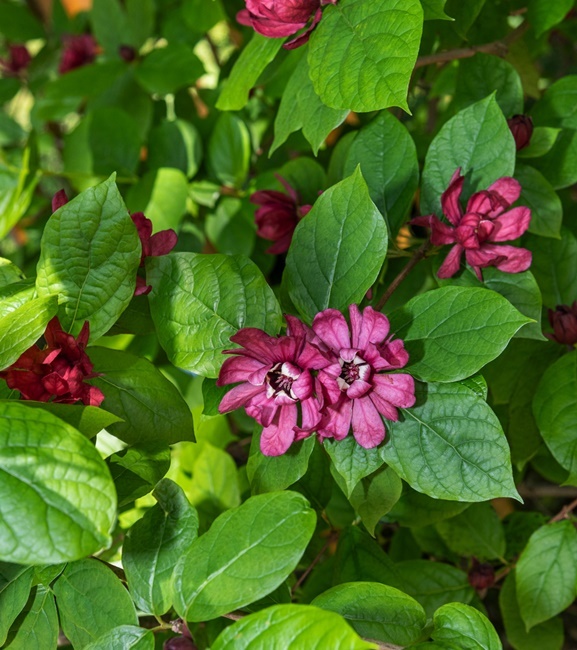Calycanthus floridus - Kielichowiec Wonny 1 szt.