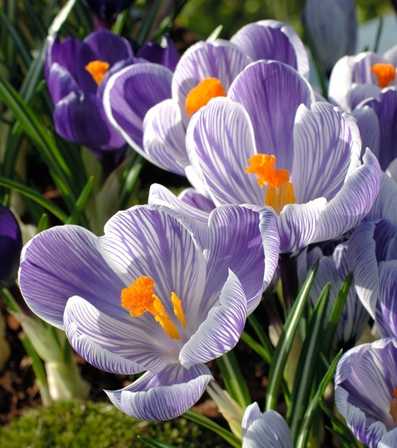 Crocus vernus - Krokus wielkokwiatowy Imperial Purple 10 szt.