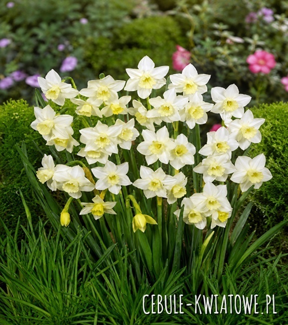 Narcissus - Narcyz Botaniczny Pueblo 5 szt.