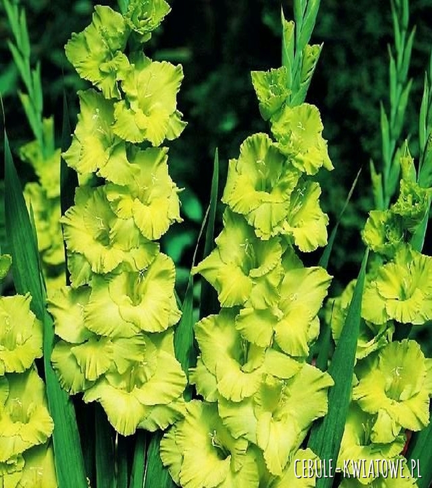 Gladiolus Mieczyk Zielony 30 szt.