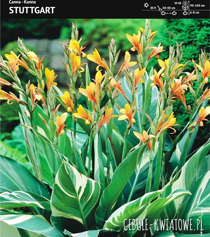 Canna Kanna Paciorecznik Stuttgart 1 szt.