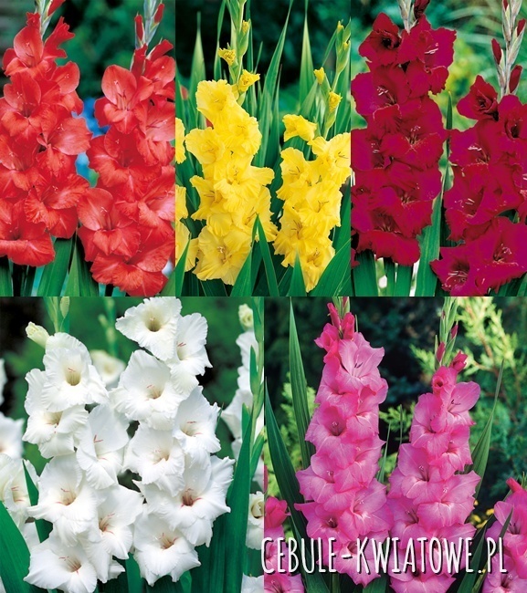 Zestaw Mieczyk Wielkokwiatowy 2 14/+