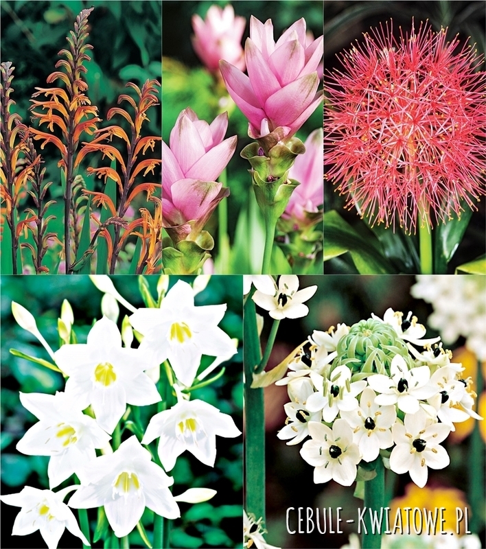 Zestaw Wielkocebulowe "C"