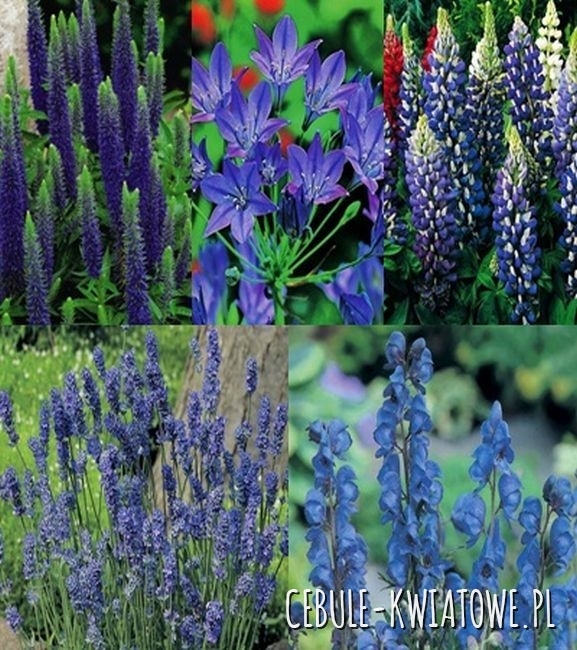 Kolekcja Wiosenna Blue