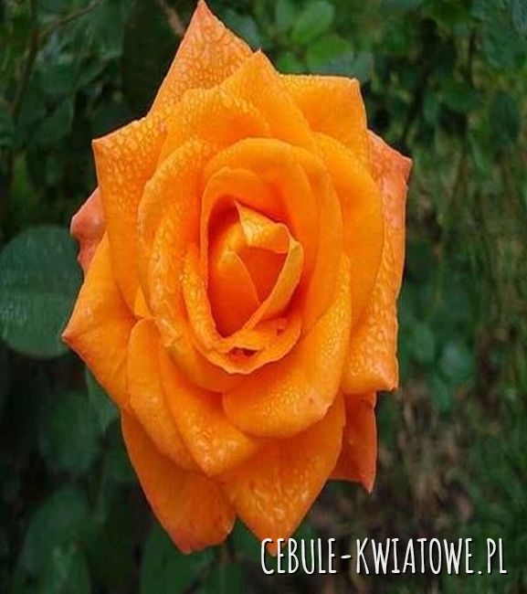 Róża Wielkokwiatowa Pomarańczowa 1 szt.
