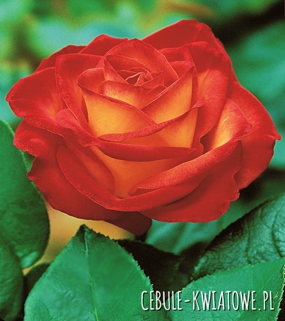 Róża Wielkokwiatowa Żółto-Czerwona 1 szt