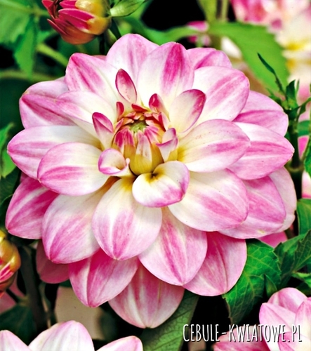 Dalia Dekoracyjna Twilight Time 1 szt.