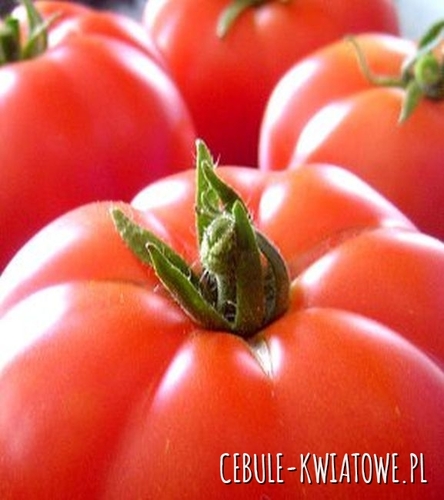122 Pomidor Malinowy Warszawski 0,5g