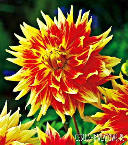 Dalia Dekoracyjna Bodacious 1 szt.