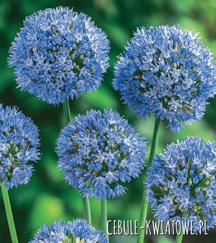 Allium Caeruleum Czosnek Błękitny 10 szt.
