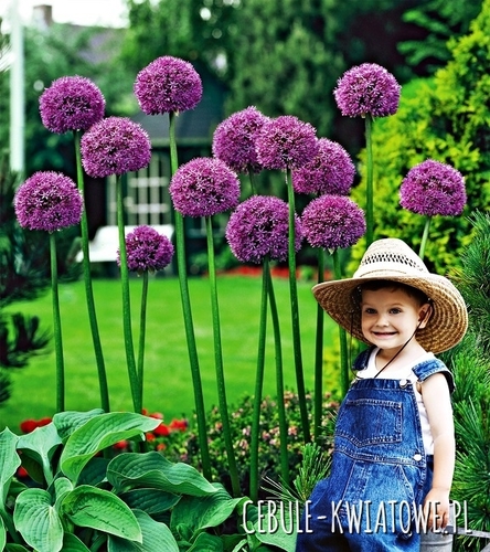 Allium Czosnek Mars 1 szt.