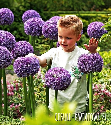 Allium Czosnek Ambassador 1 szt.