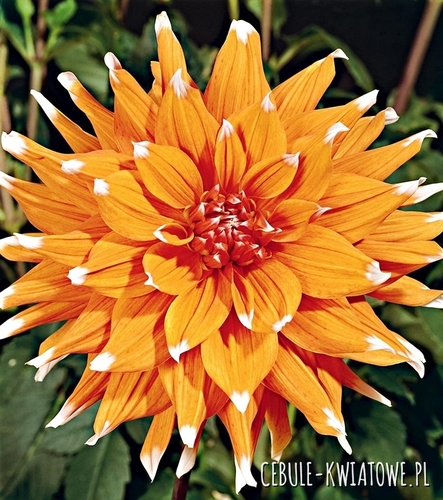 Dalia Kaktusowa Color Spectacle 1 szt.