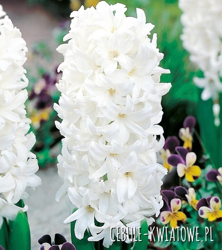 Hiacynt White Pearl 3 szt.