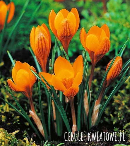 Krokus Wiosenny Orange Monarch 10 szt.