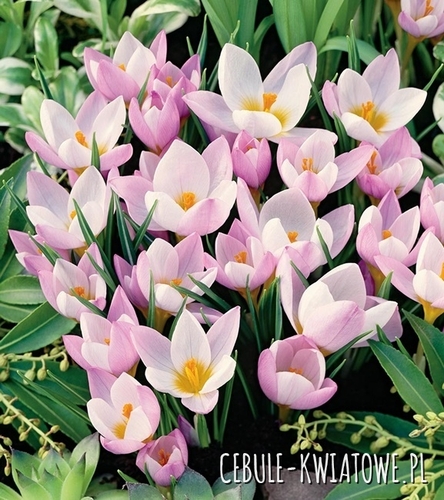 Krokus Wiosenny Firefly 10 szt.