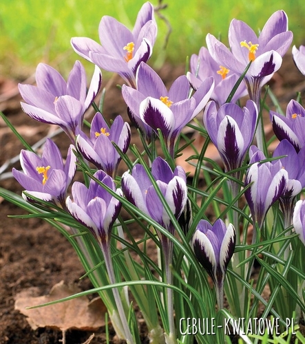 Krokus Wiosenny Spring Beauty 10 szt.