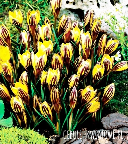 Krokus Wiosenny Gipsy Girl 10 szt.