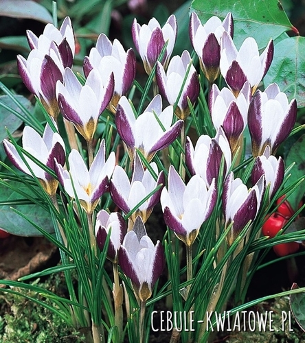 Krokus Wiosenny Lady Killer 10 szt.