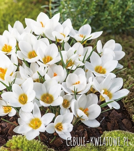 Krokus Wiosenny Ard Schenk 10 szt.